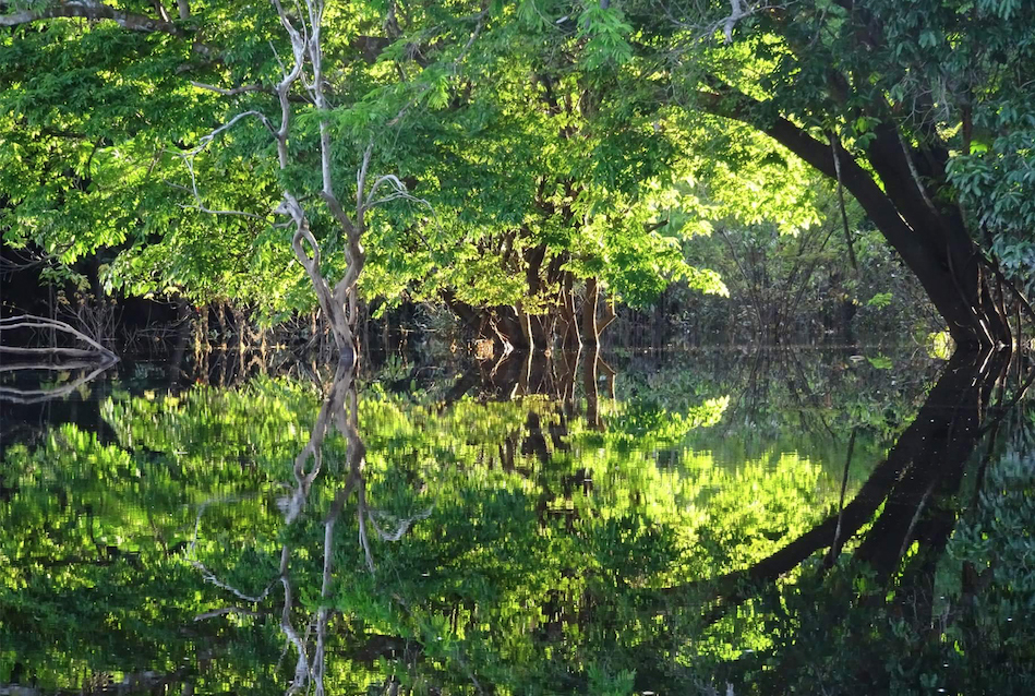Amazon EcoBoat - Mirror-like flooded rainforest in the Rio Negro